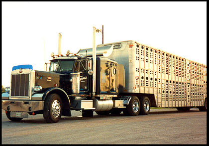 cattle truck with horses